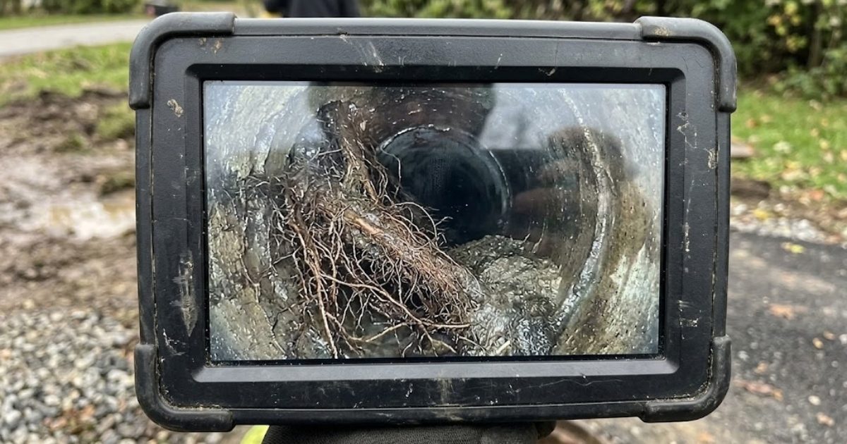 Tree roots inside a sewer pipe